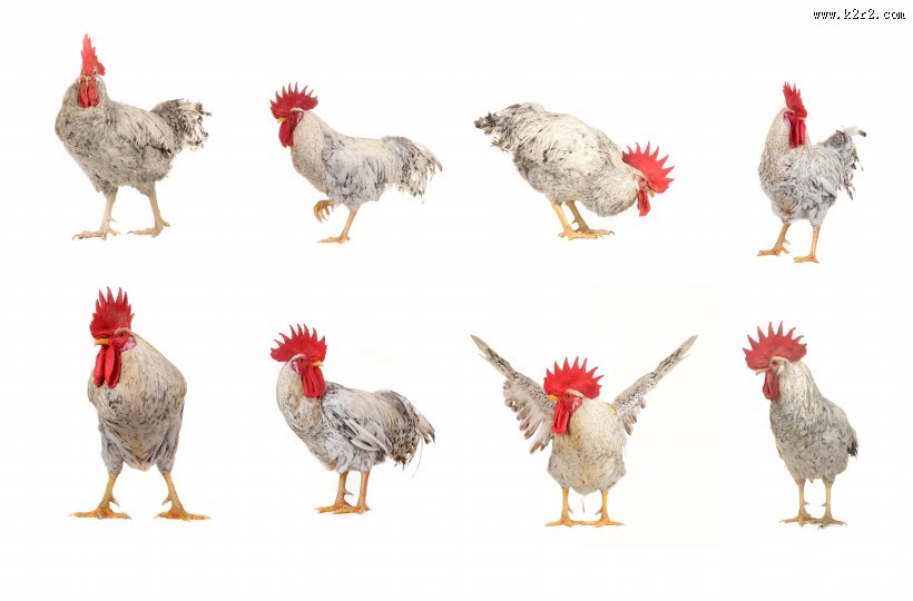 各种类型的鸡图片