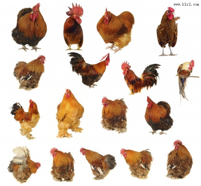 各种类型的鸡图片