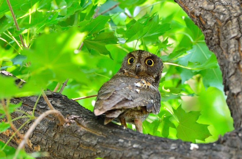 东方角鸮图片