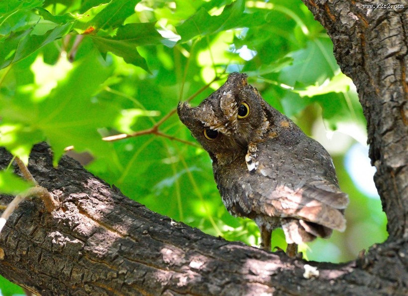 东方角鸮图片