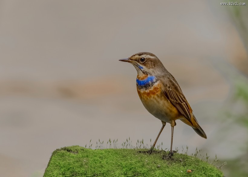 蓝点颏图片大全