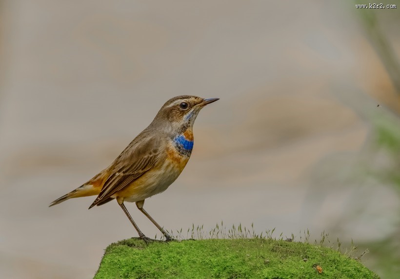 蓝点颏图片大全