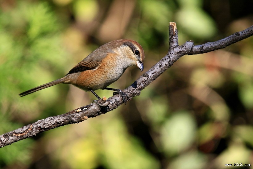 牛头伯劳鸟类图片大全