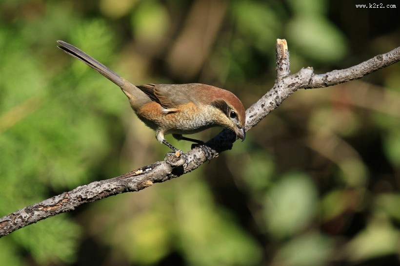 牛头伯劳鸟类图片大全