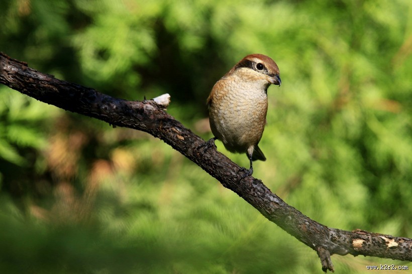 牛头伯劳鸟类图片大全