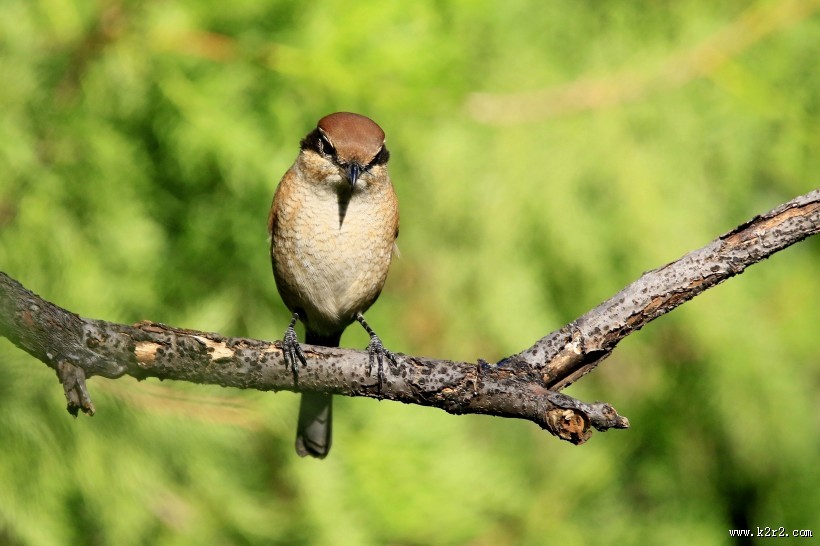 牛头伯劳鸟类图片大全