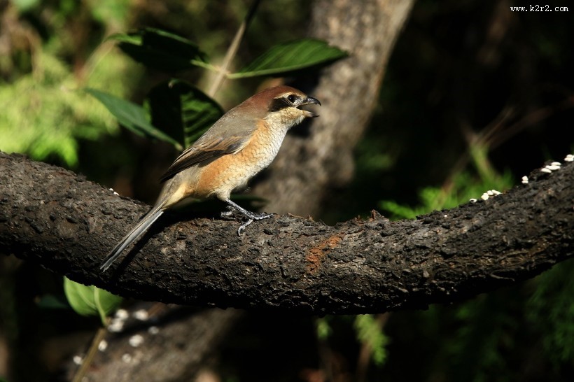 牛头伯劳鸟类图片大全
