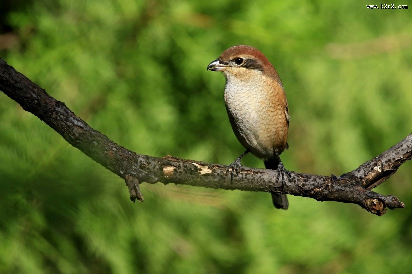 牛头伯劳鸟类图片大全