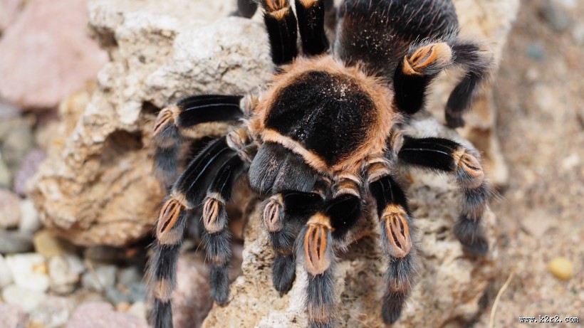 性情凶猛的狼蛛图片