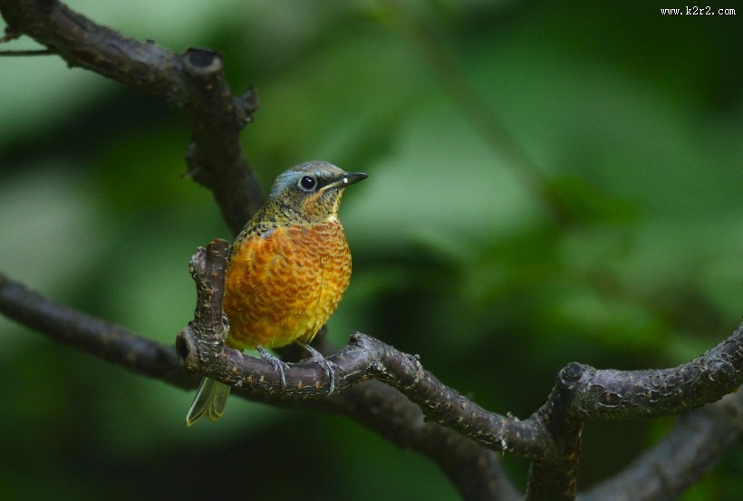白喉矶鸫鸟类图片大全