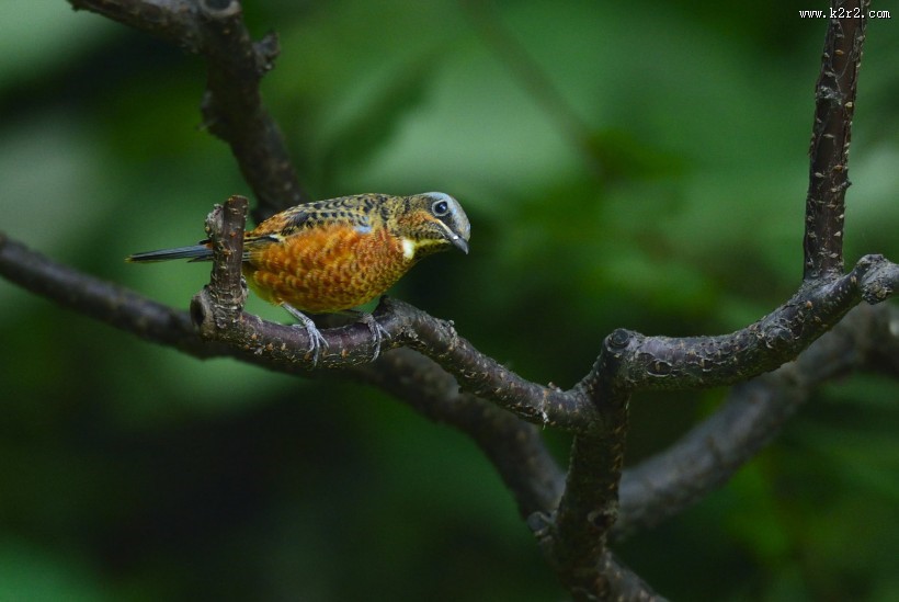 白喉矶鸫鸟类图片大全