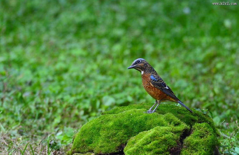 白喉矶鸫鸟类图片大全