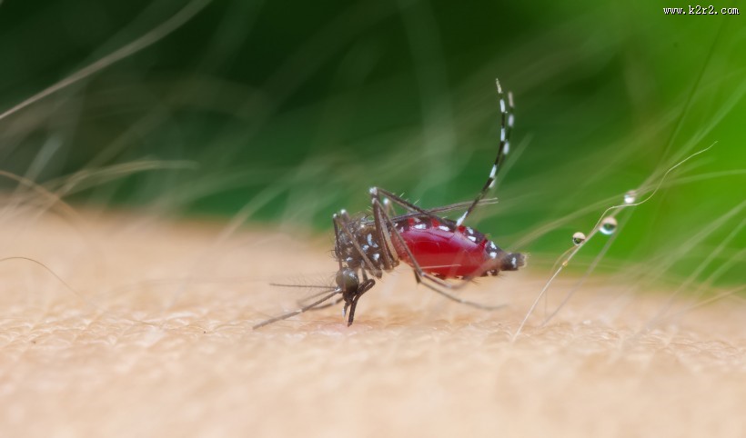 吸血的蚊子图片大全