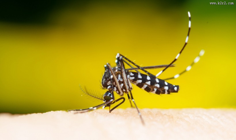 吸血的蚊子图片大全