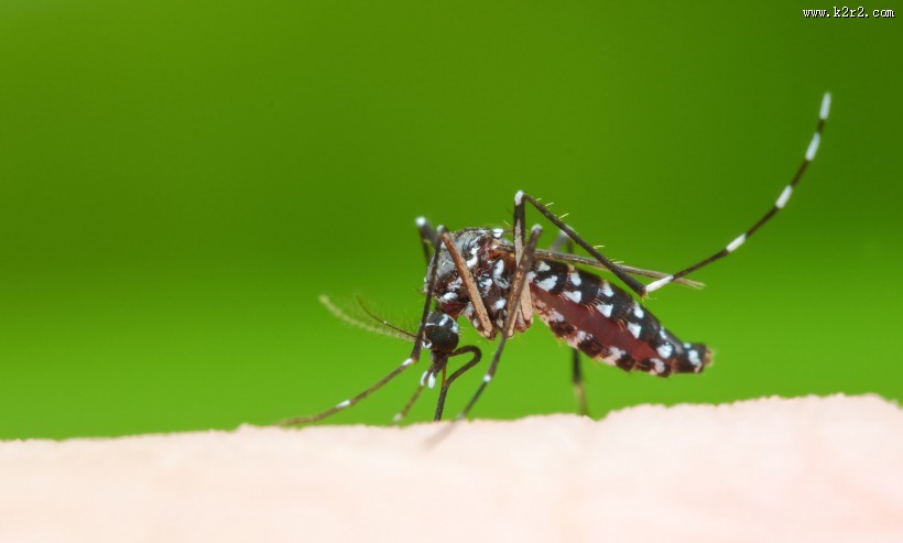 吸血的蚊子图片大全