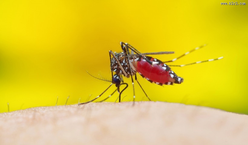 吸血的蚊子图片大全