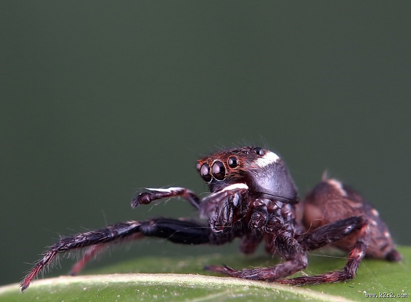 跳蛛微距图片