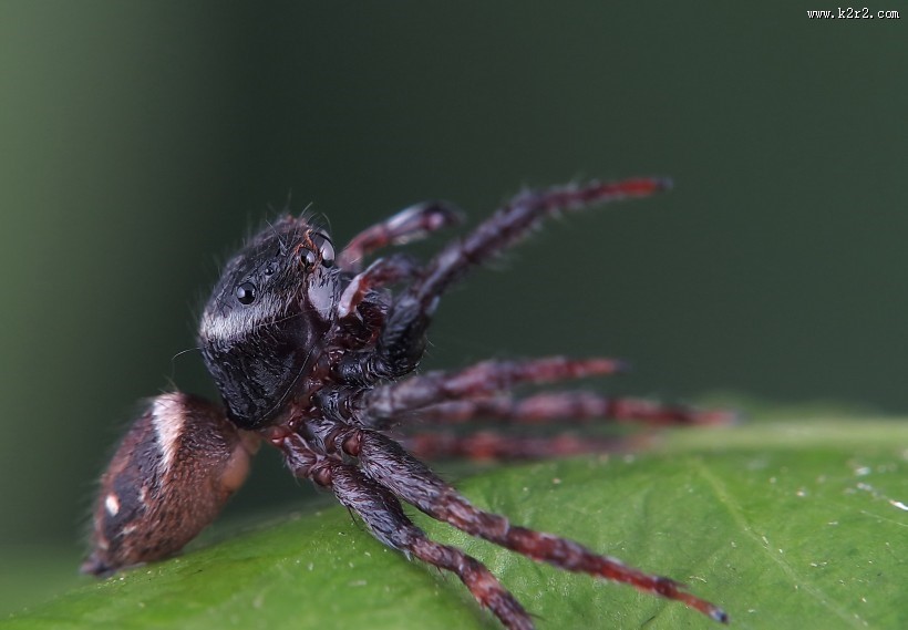 跳蛛微距图片