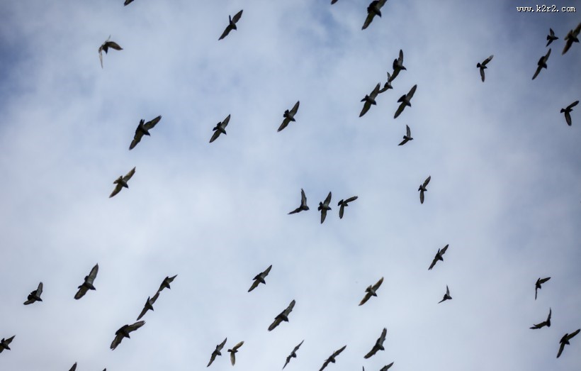 天空上无数的飞鸟图片大全