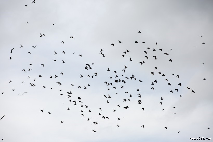 天空上无数的飞鸟图片大全