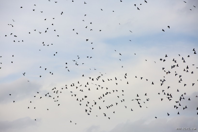 天空上无数的飞鸟图片大全