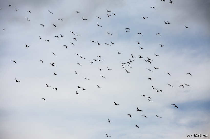 天空上无数的飞鸟图片