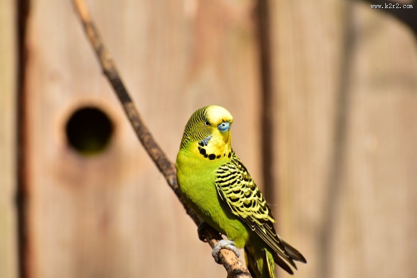 黄绿相间的虎皮鹦鹉图片