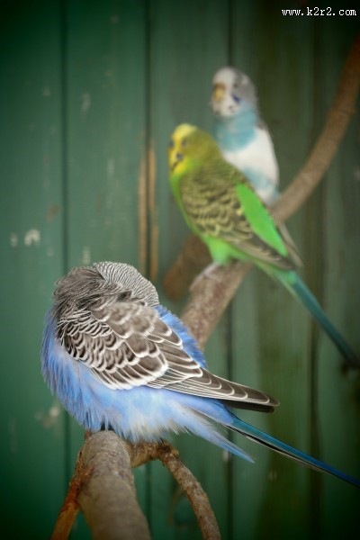 蓝灰色的虎皮鹦鹉图片