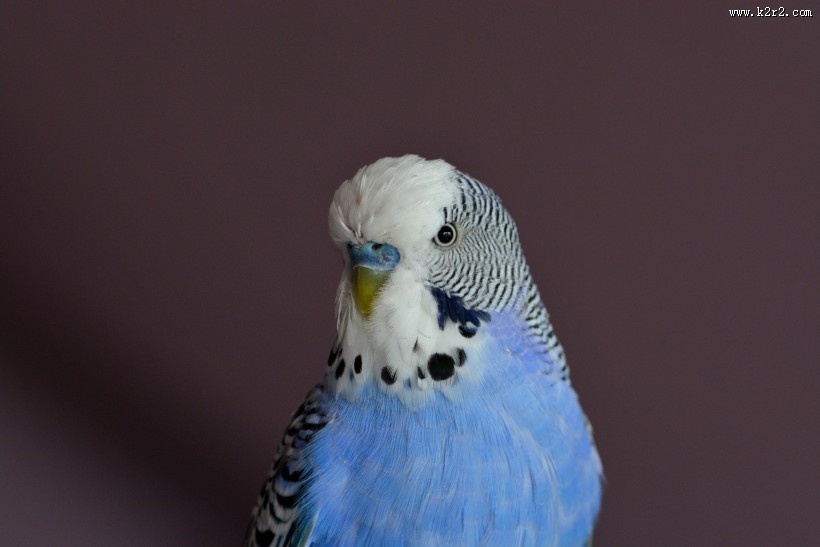 蓝灰色的虎皮鹦鹉图片