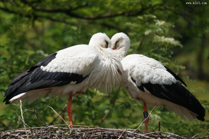 姿态优美的拨浪鼓鹳图片