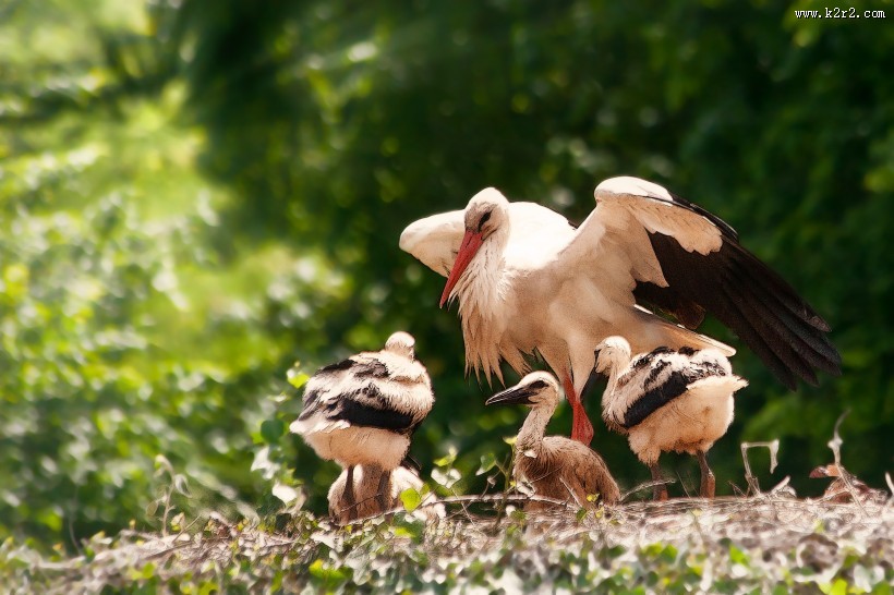 姿态优美的拨浪鼓鹳图片