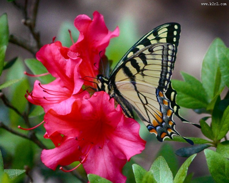 恋花的凤尾蝶图片