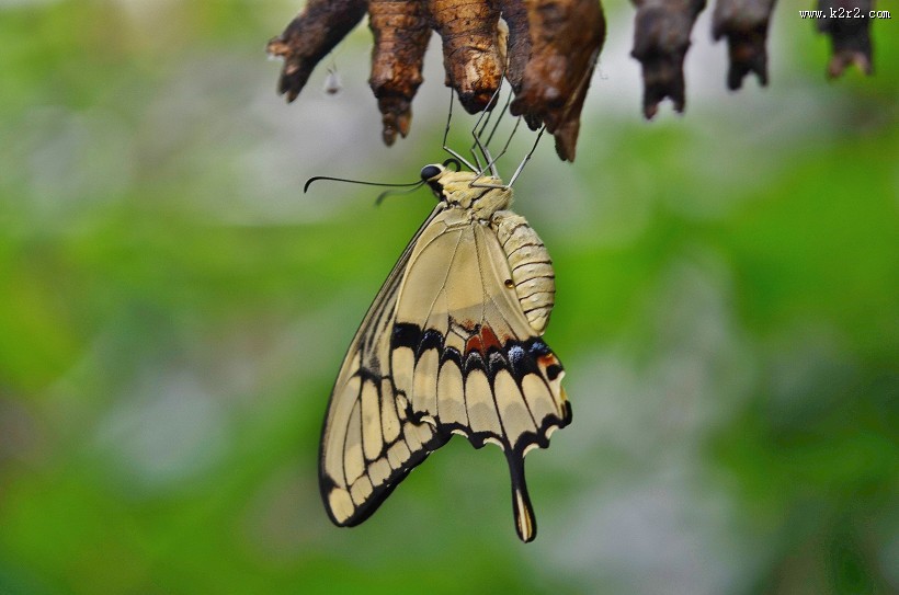 恋花的凤尾蝶图片