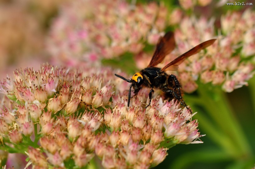 恋花的马蜂图片