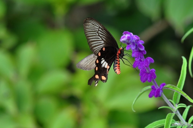 玉带凤蝶图片大全