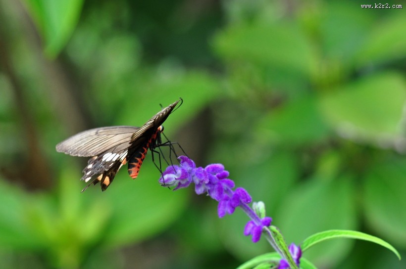 玉带凤蝶图片大全