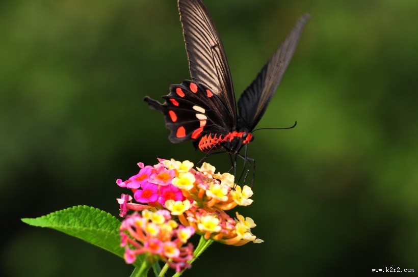 玉带凤蝶图片大全