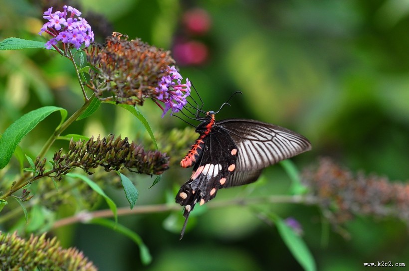 玉带凤蝶图片大全