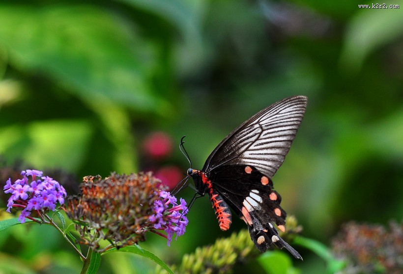 玉带凤蝶图片大全
