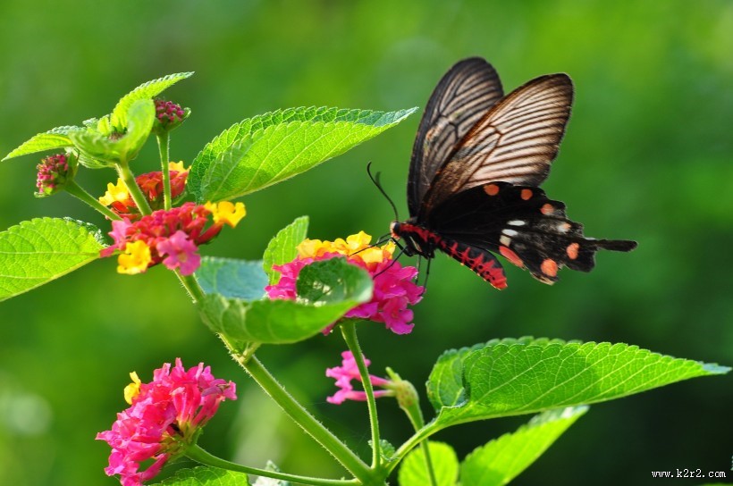 玉带凤蝶图片大全