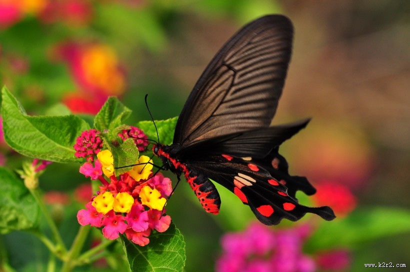 玉带凤蝶图片大全