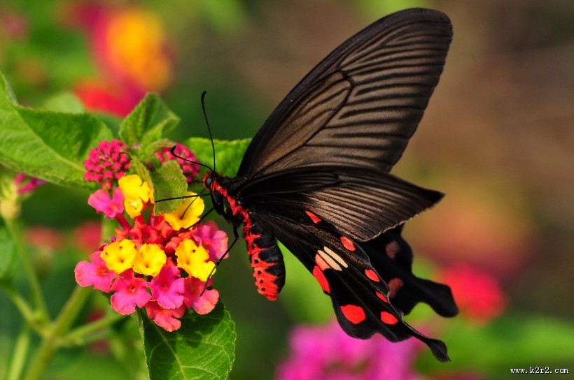 玉带凤蝶图片大全