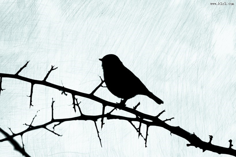 树枝上的麻雀剪影图片大全