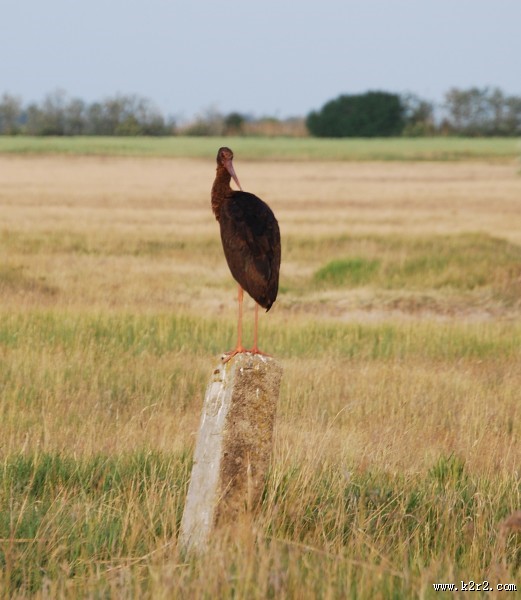 活动敏捷的黑鹳图片