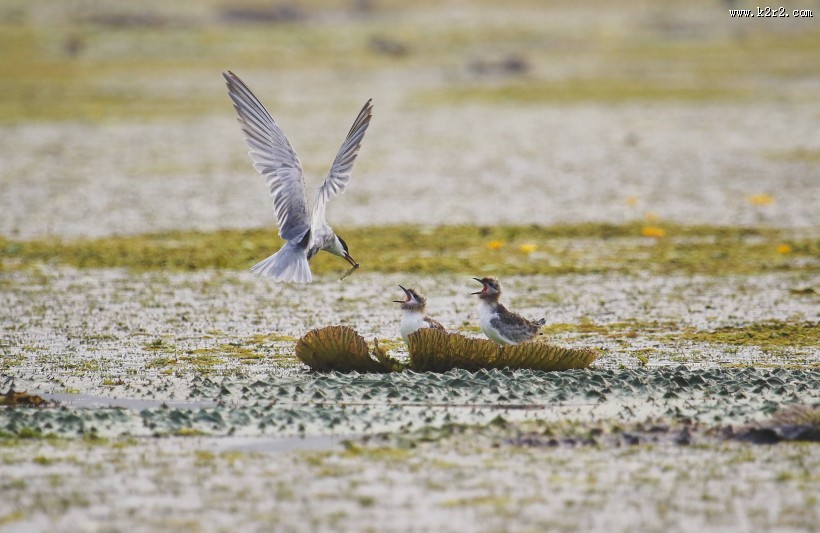 须浮鸥图片大全