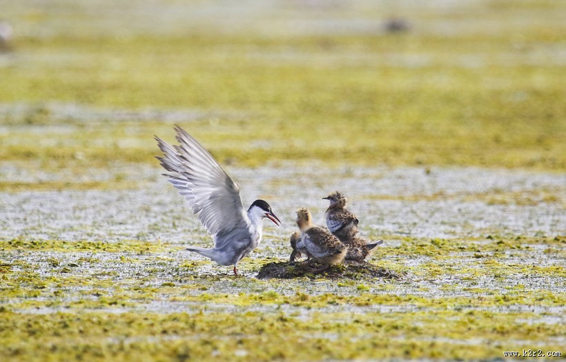 须浮鸥图片大全