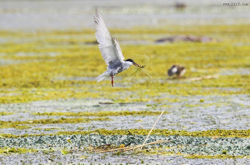 须浮鸥图片大全