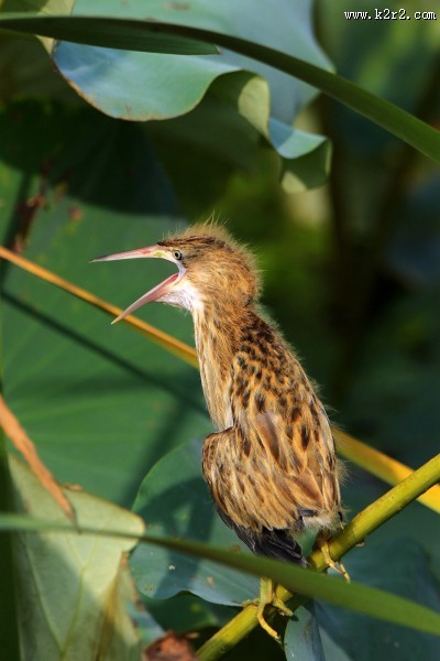 黄苇鳽幼鸟图片大全