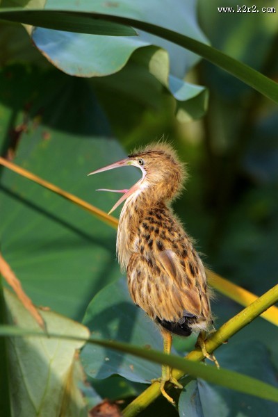 黄苇鳽幼鸟图片大全