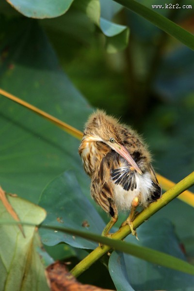 黄苇鳽幼鸟图片大全